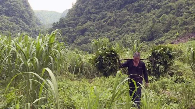 山区种植项目_致富山区种植农作物_山区致富种植