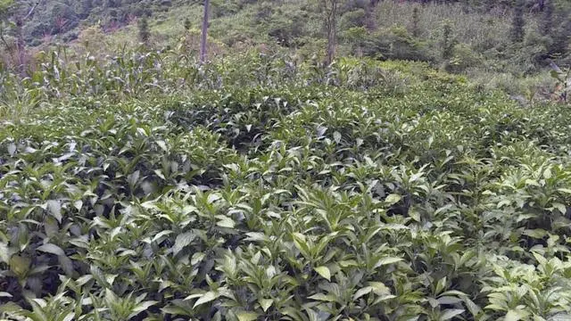 山区致富种植_山区种植项目_致富山区种植农作物