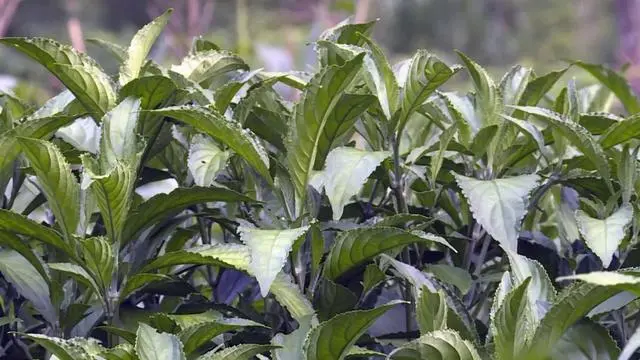 致富山区种植农作物_山区致富种植_山区种植项目