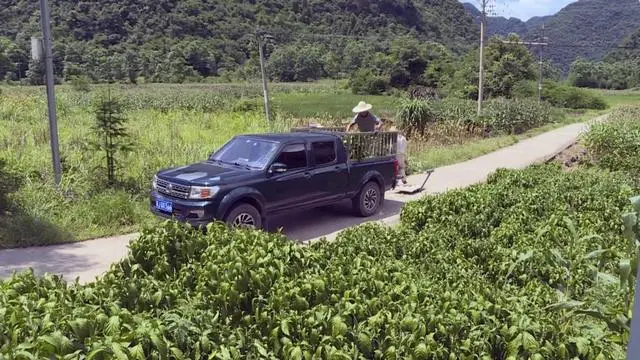 山区致富种植_致富山区种植农作物_山区种植项目