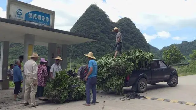 山区种植项目_致富山区种植农作物_山区致富种植