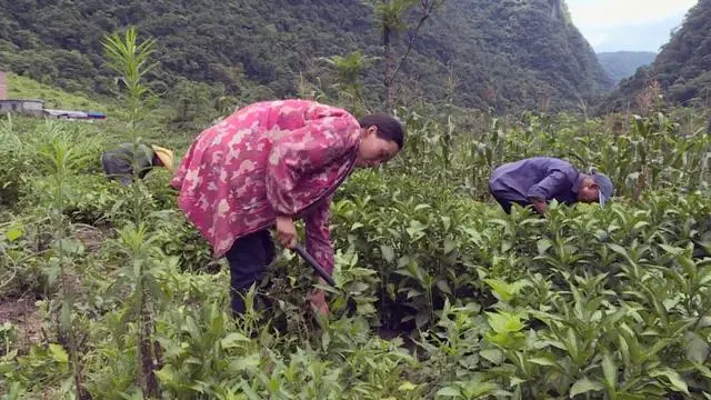 山区种植项目_致富山区种植农作物_山区致富种植