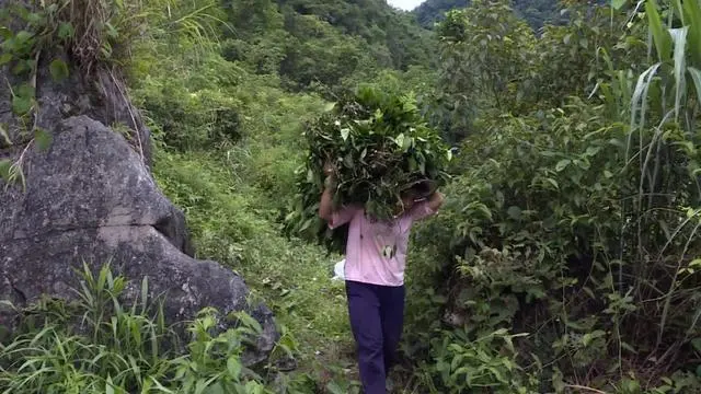 山区种植项目_山区致富种植_致富山区种植农作物