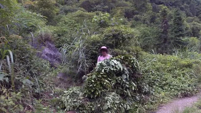 山区种植项目_致富山区种植农作物_山区致富种植