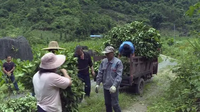 致富山区种植农作物_山区致富种植_山区种植项目