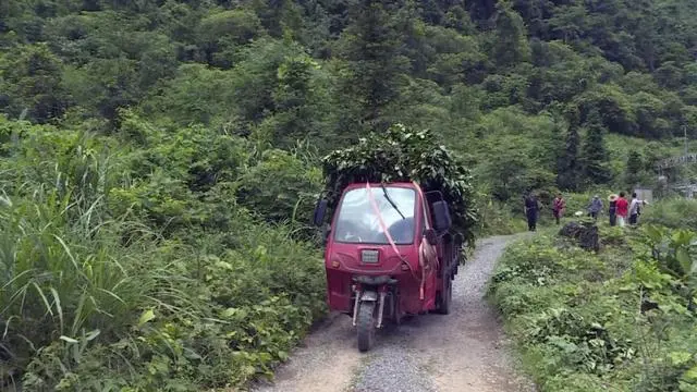 山区致富种植_山区种植项目_致富山区种植农作物