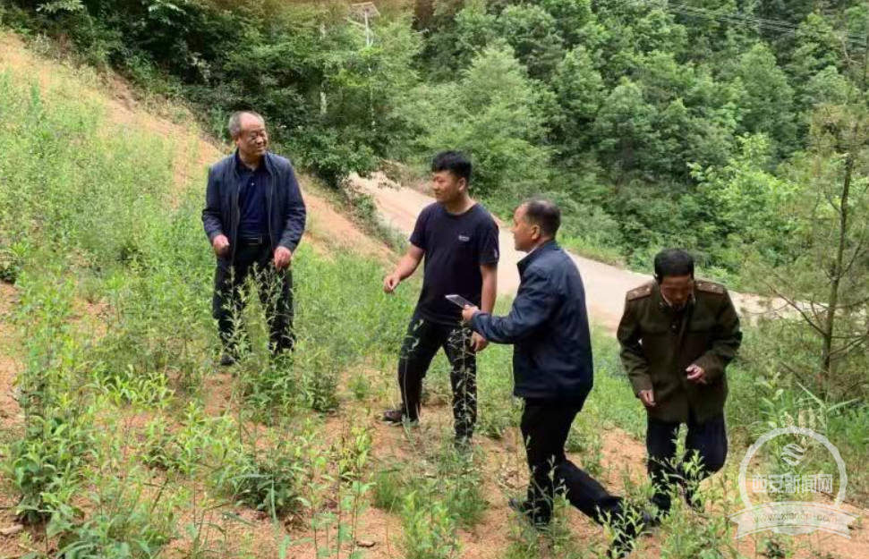 中草药种植增强集体经济“造血”能力 阳坡村找到致富金“药”匙