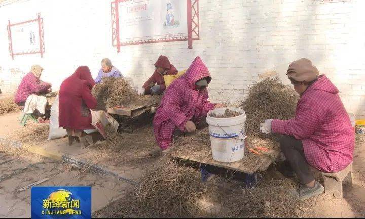 致富种植黄芩图片_黄芩种植收益_黄芩种植致富