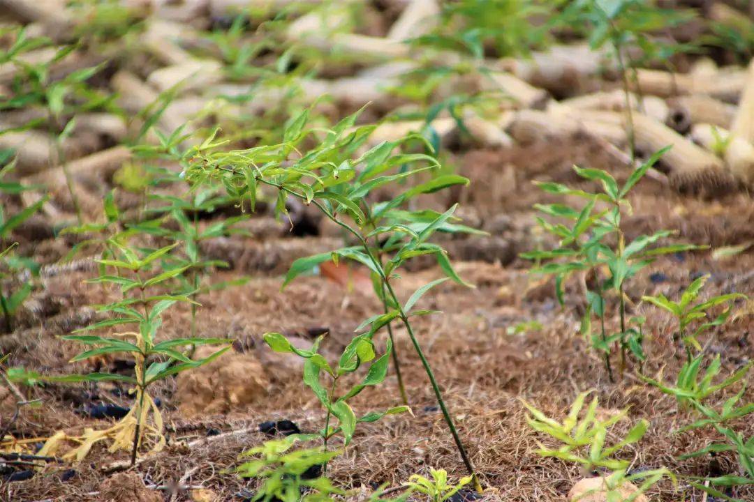 致富山区种植什么最好_山区致富种植_致富山区种植什么好