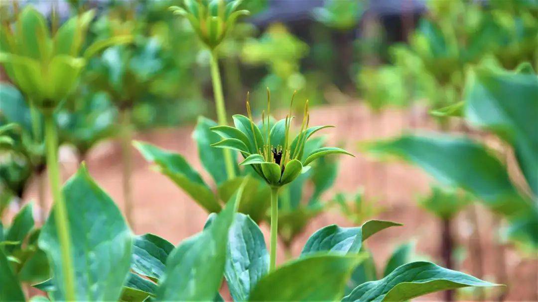 山区致富种植_致富山区种植什么最好_致富山区种植什么好