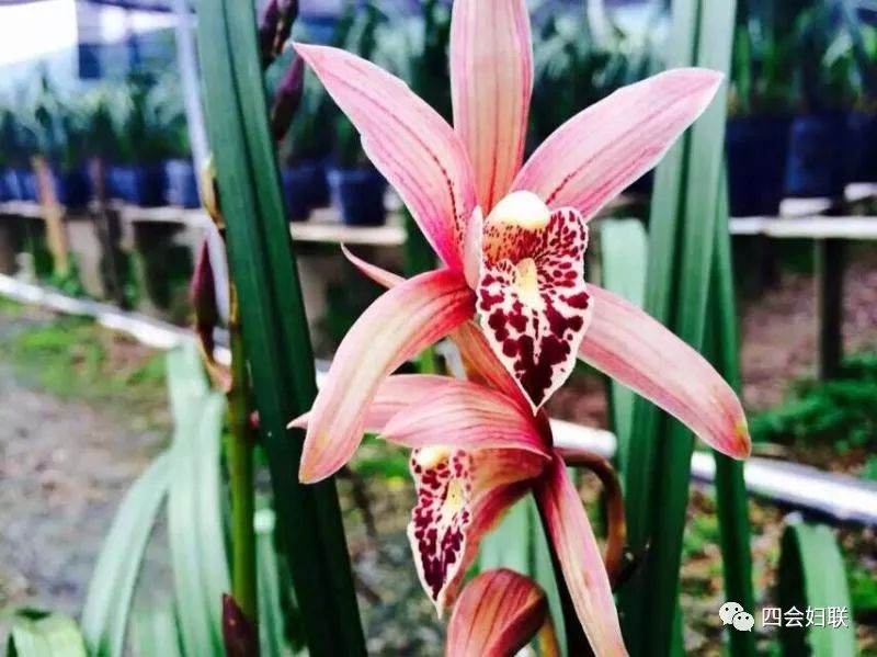 兰花种植致富经_致富兰花种植时间_致富兰花种植方法