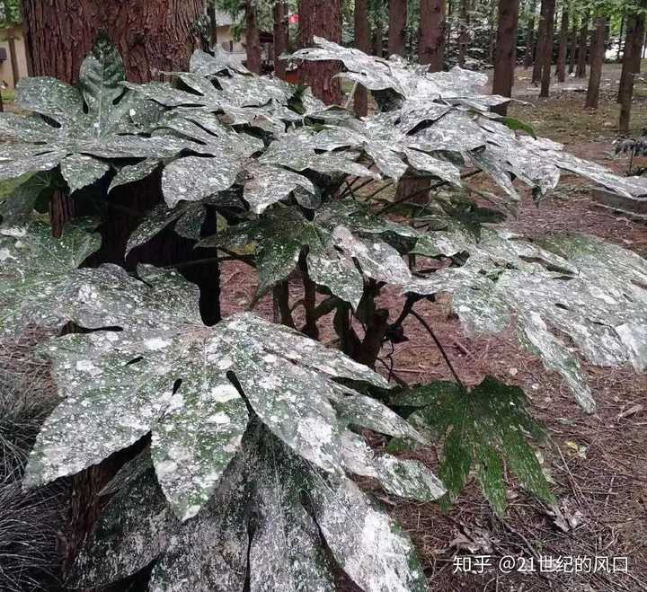 致富经养殖鸽子_养鸽致富经_致富经鸽子养殖