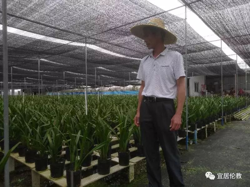 兰花种植致富经_致富兰花种植方法_致富经兰花种植视频