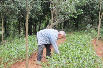 老农民在农村种植致富1年挣30万，2种方式赚大钱