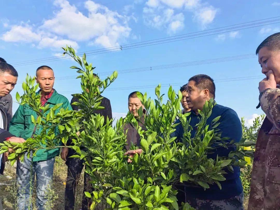 致富山区种植什么最好_致富山区种植什么好_山区致富种植