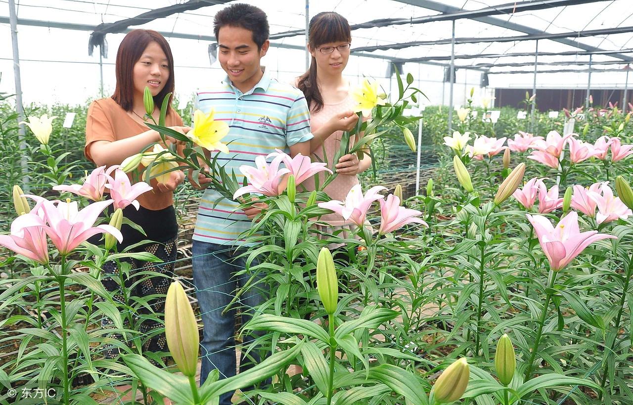 养花致富_致富经花卉_花卉致富新农人