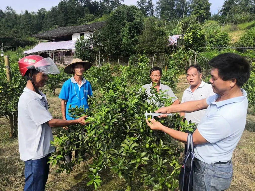 蛇豆种子_蛇豆栽培技术_蛇豆种植技术视频播放