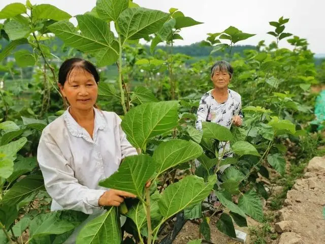 致富经养蚕不为卖蚕茧_致富卖养蚕蚕茧为什么不卖_养蚕致富新出路