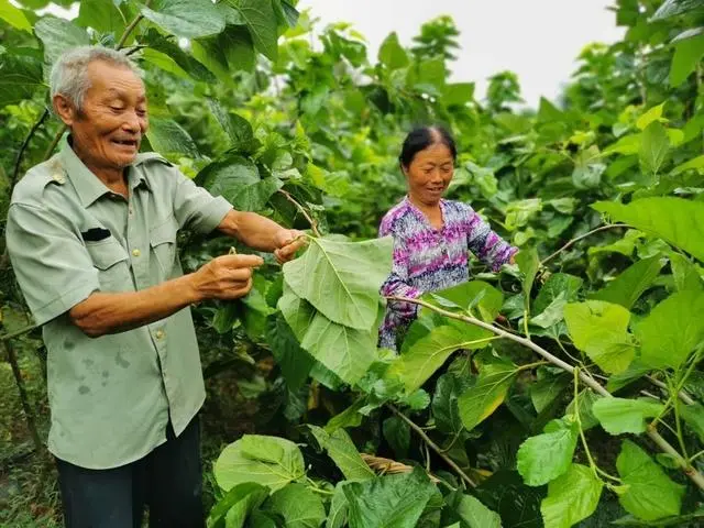 养蚕致富新出路_致富卖养蚕蚕茧为什么不卖_致富经养蚕不为卖蚕茧