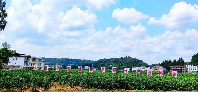 致富经养蚕不为卖蚕茧_养蚕致富新出路_致富卖养蚕蚕茧为什么不卖