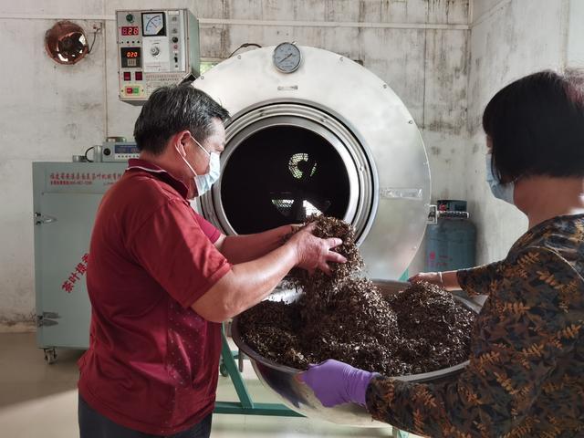 枇杷苗种植_江西种植枇杷致富_年种植什么赚钱种植致富项