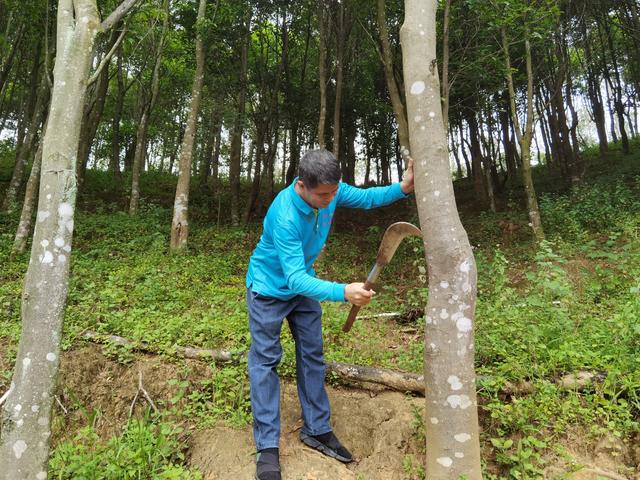 江西种植枇杷致富_枇杷苗种植_年种植什么赚钱种植致富项