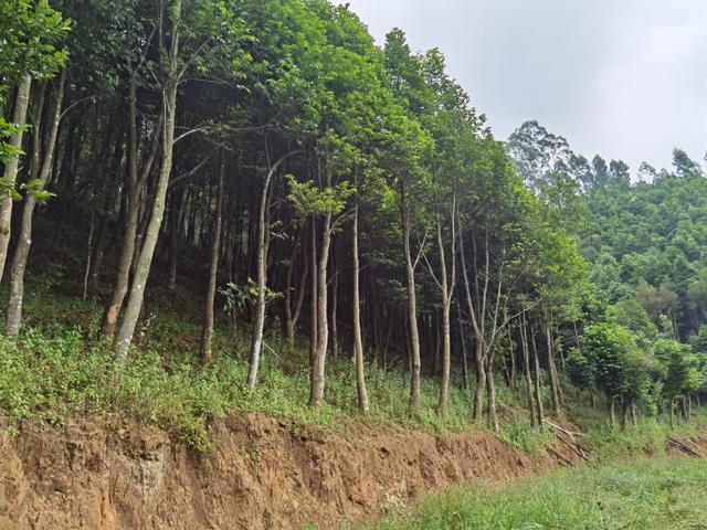 江西种植枇杷致富_枇杷苗种植_年种植什么赚钱种植致富项