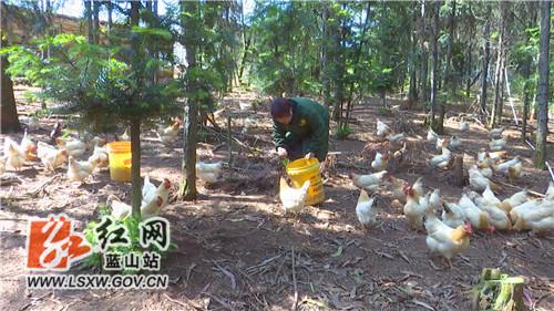 养鸡致富经_养殖跑地鸡走上致富路_养走地鸡利润