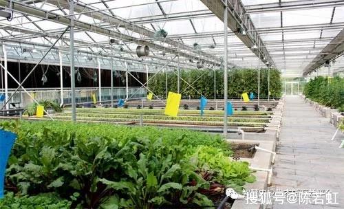 春大棚西瓜种植技术_西瓜大棚种植最新技术_西瓜大棚栽培技术