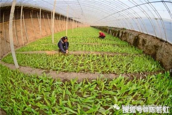 西瓜大棚种植最新技术_春大棚西瓜种植技术_西瓜大棚栽培技术