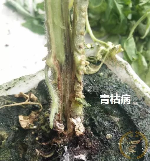 种植早春技术冷棚技术要求_冷棚早春育苗好方法_早春冷棚种植技术