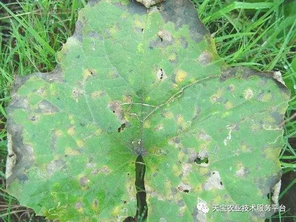 子南瓜种植技术_南瓜种植子技术视频教程_南瓜种子种植