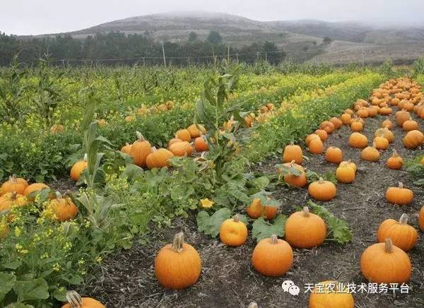 子南瓜种植技术_南瓜种植子技术视频教程_南瓜种子种植