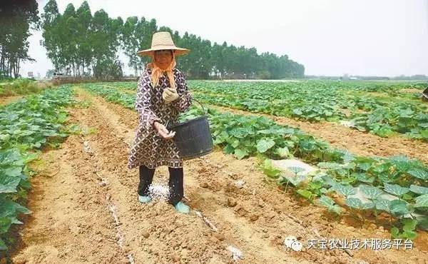 南瓜种子种植_子南瓜种植技术_南瓜种植子技术视频教程