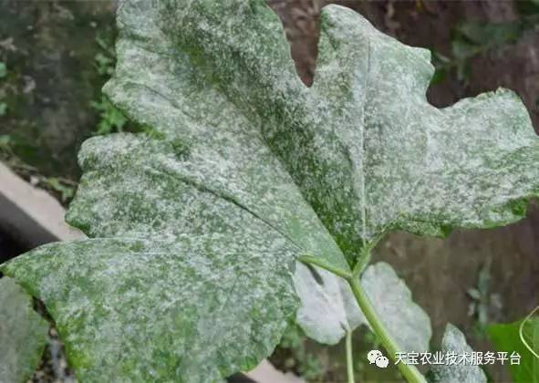 子南瓜种植技术_南瓜种子种植_南瓜种植子技术视频教程