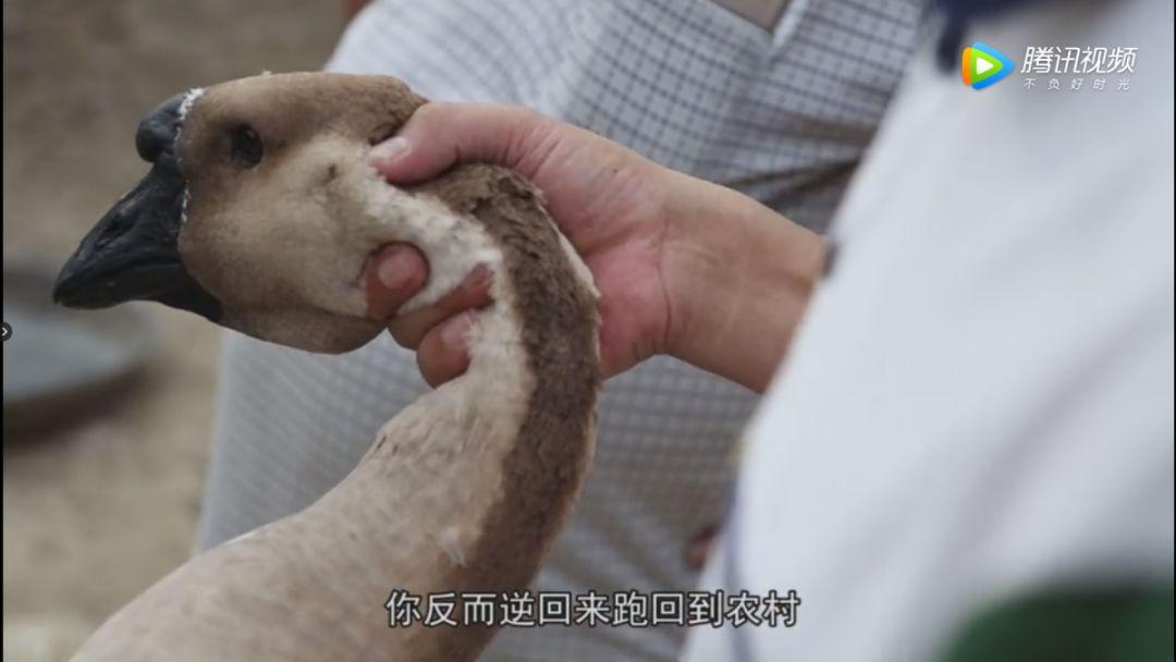 视频致富经_致富经和猪肉视频_致富经陆川猪视频