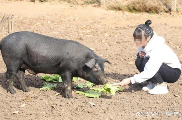 致富经殷海丽养牛场_殷海丽致富经_致富经养牛殷海丽