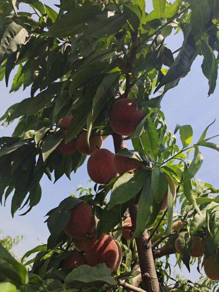 致富种植视频全集_种植妙招致富_种植致富经