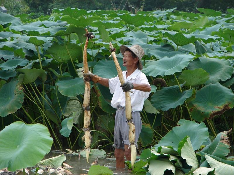 孝感适合种植经济作物_湖北孝感种植致富_湖北孝感养殖是真的吗