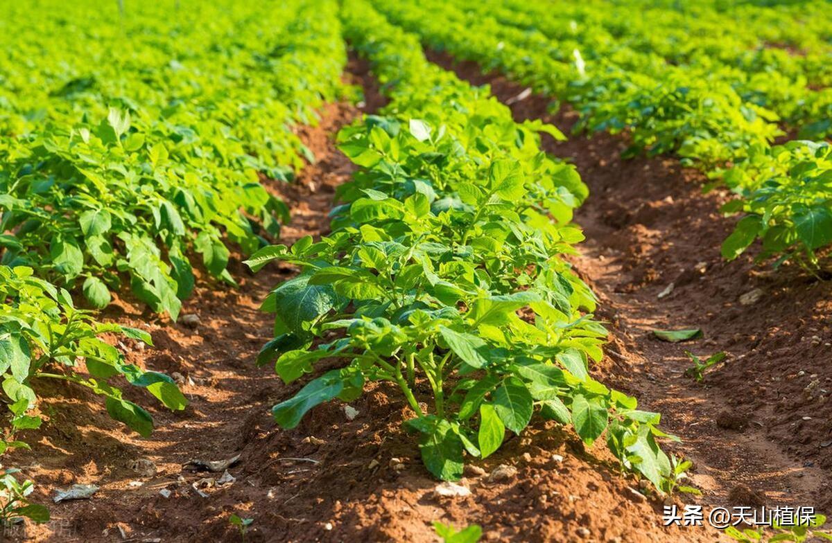 种植技术现在现状_现在种植什么技术_种植技术现在怎么样了