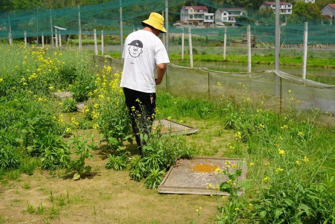 湖北孝感种植致富_湖北孝感适合种植什么_湖北致富项目