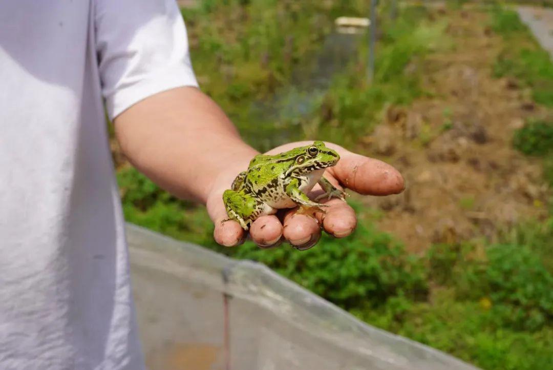 湖北孝感适合种植什么_湖北致富项目_湖北孝感种植致富