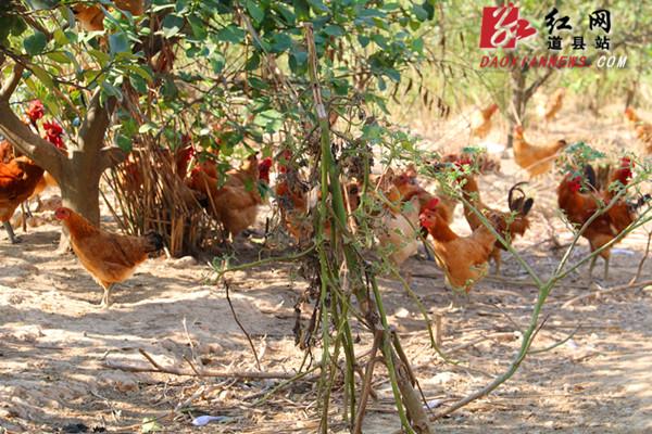 养走地鸡利润_养鸡如何致富_养殖跑地鸡走上致富路