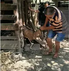 致富经养麻羊_麻羊养殖视频农广天地_致富经麻羊