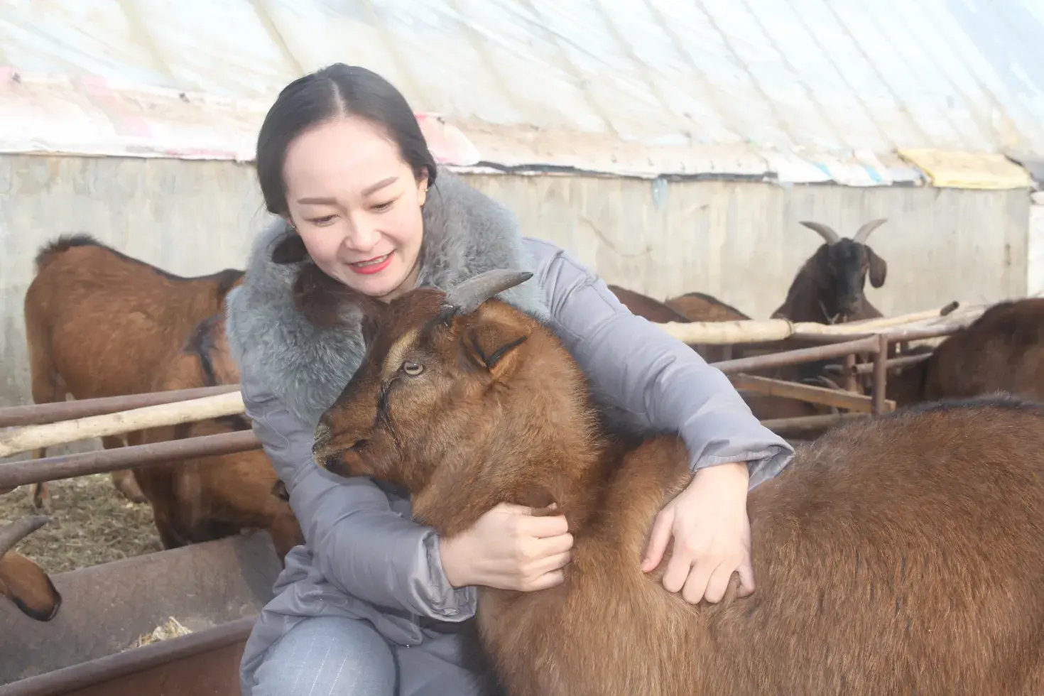 麻羊养殖视频农广天地_致富经麻羊_致富经养麻羊