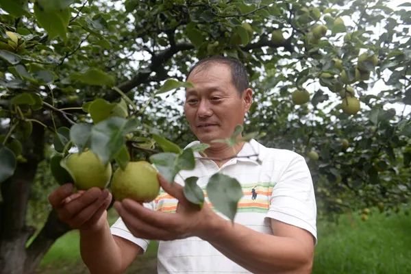 【砀山县发展壮大新型农村集体经济典型案例④】优势产业“再升级”  梨园唱出“致富曲”