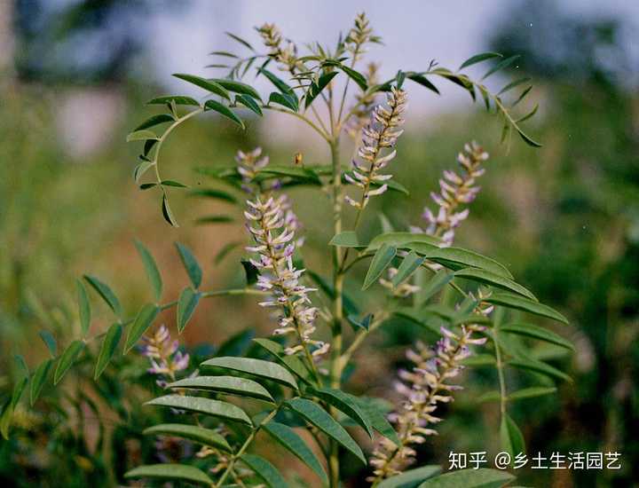 在头条号上教人种植致富_在头条号上教人种植致富_在头条号上教人种植致富