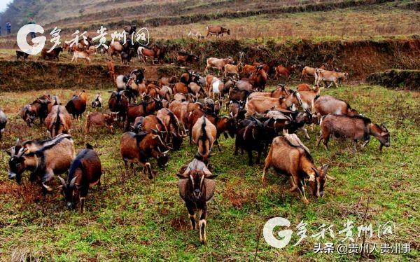 上海对口帮扶：久久为功助推习水麻羊全产业链发展