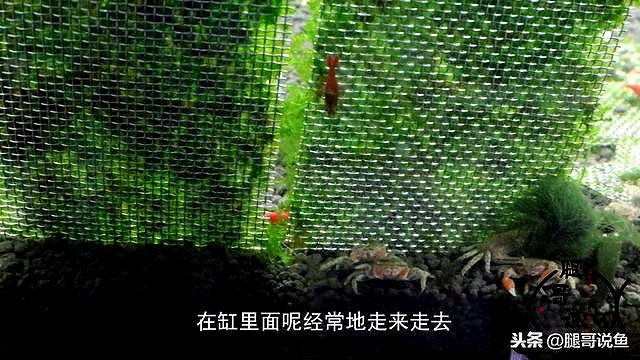 海水蟹公寓养殖技术_海水螃蟹怎么养活_海水螃蟹怎么养殖方法