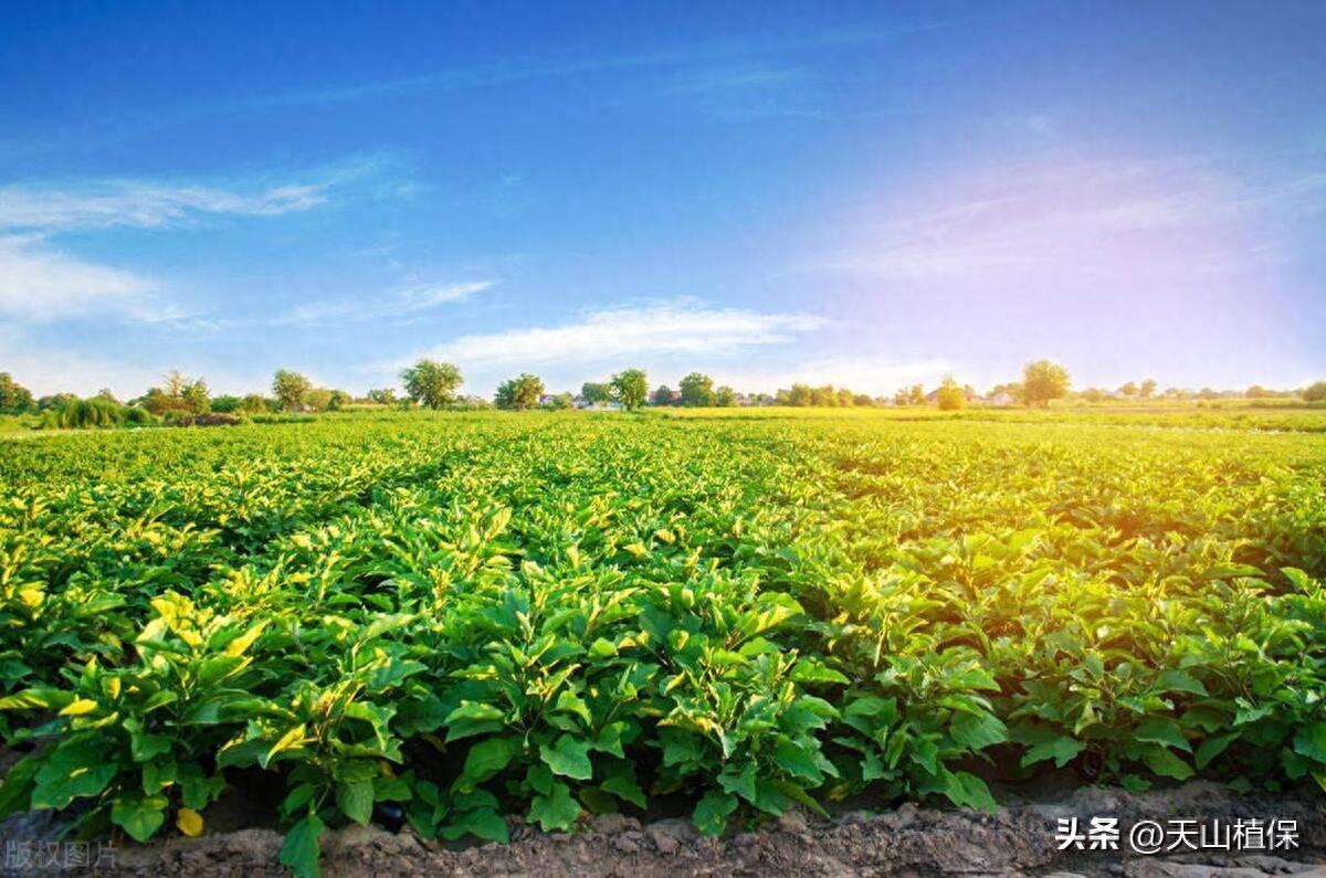 种植什么药材一年一收